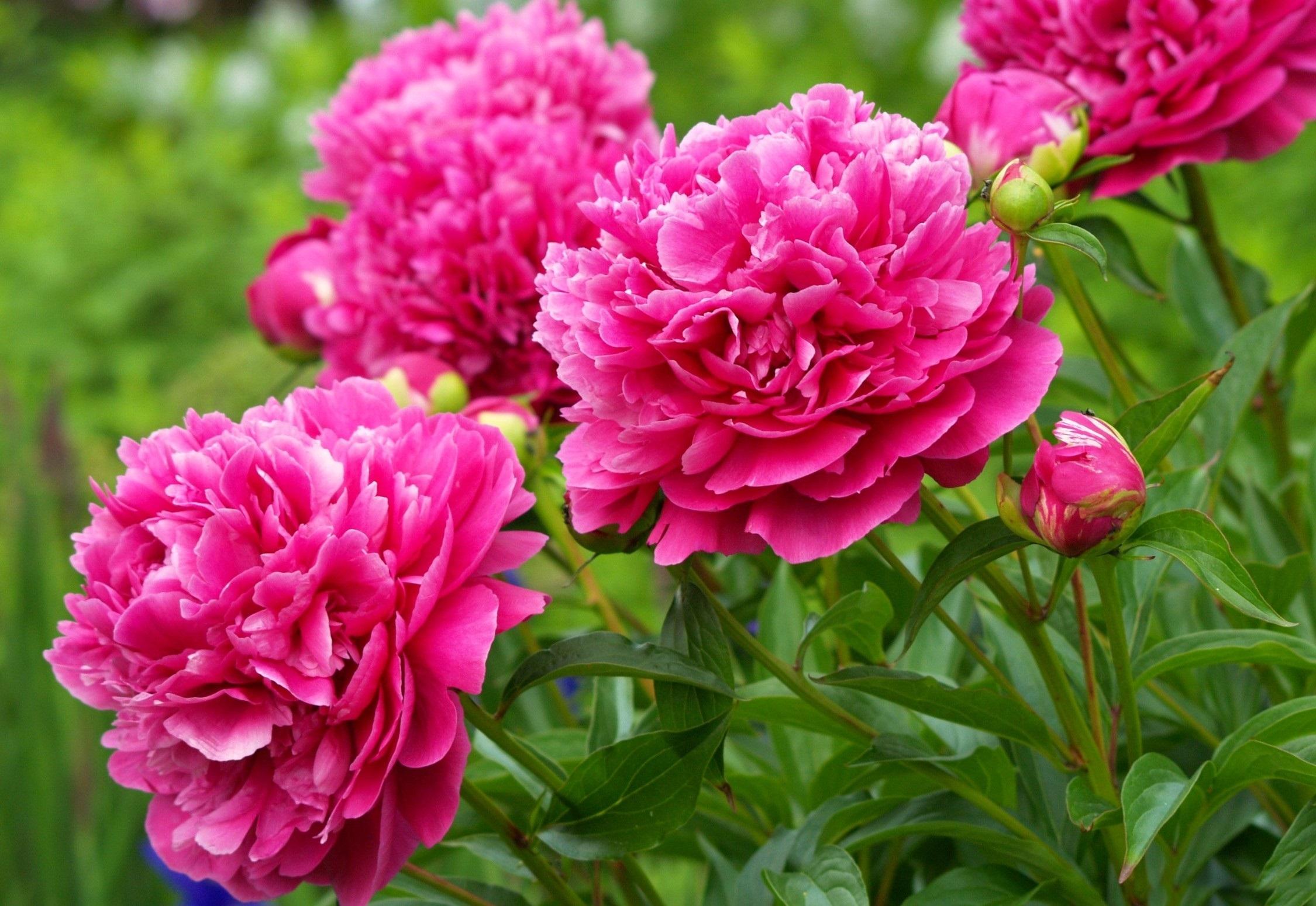 Pink Peonies High Quality And Resolution Wallpaper On