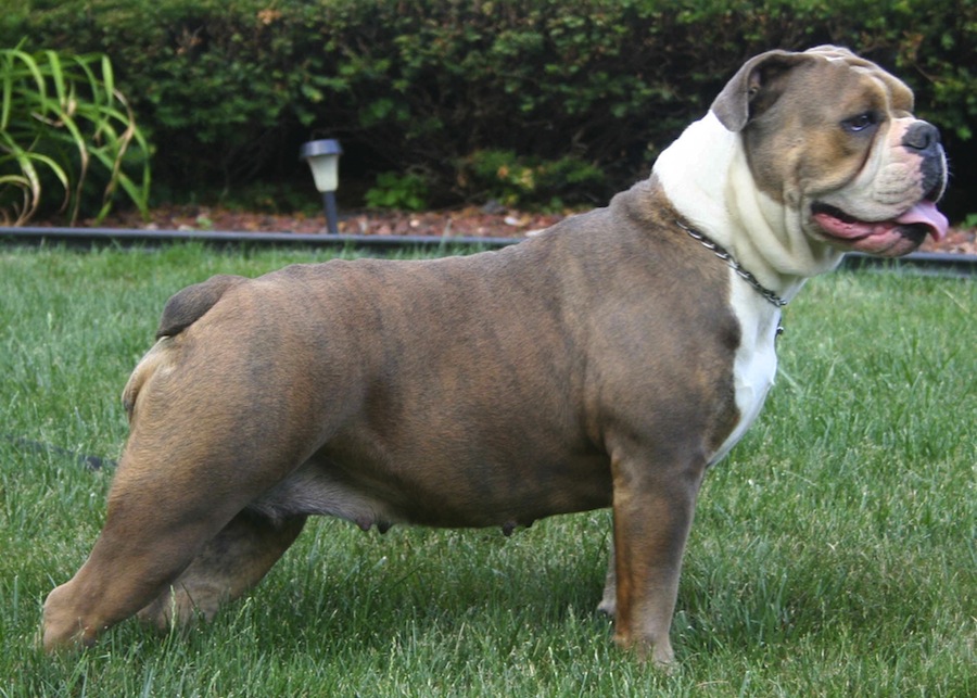 Prime Champion Olde English Bulldogge Up For Stud In Piscataway