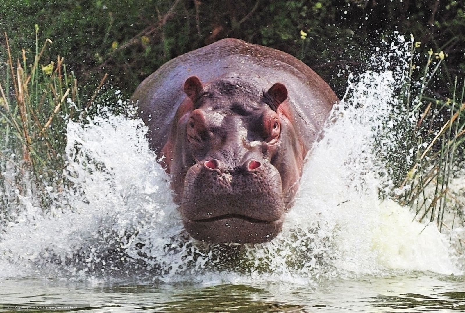 Wallpaper Hippopotamus Hippo River Spray