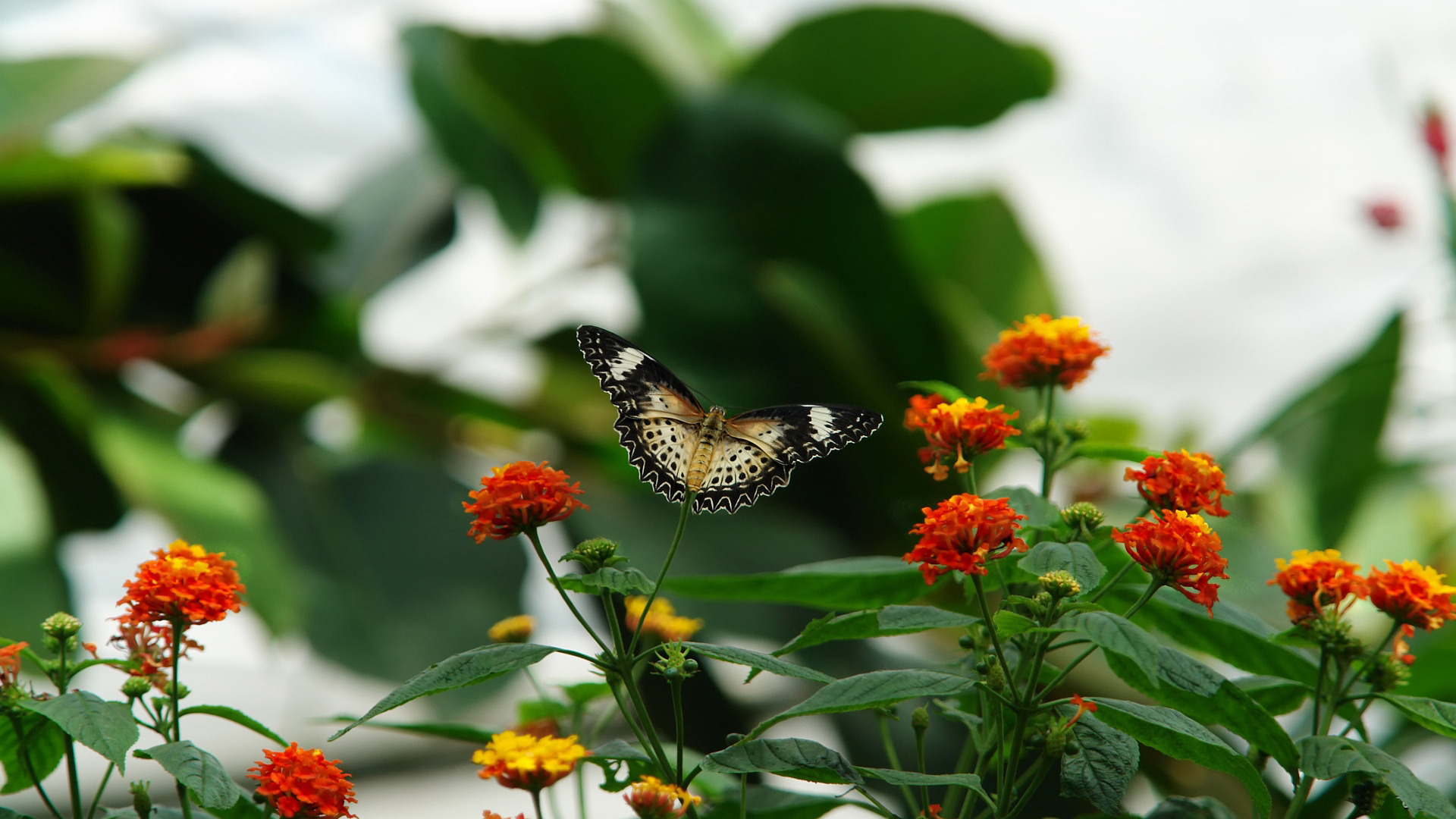 Butterfly Beautiful HD Wallpaper