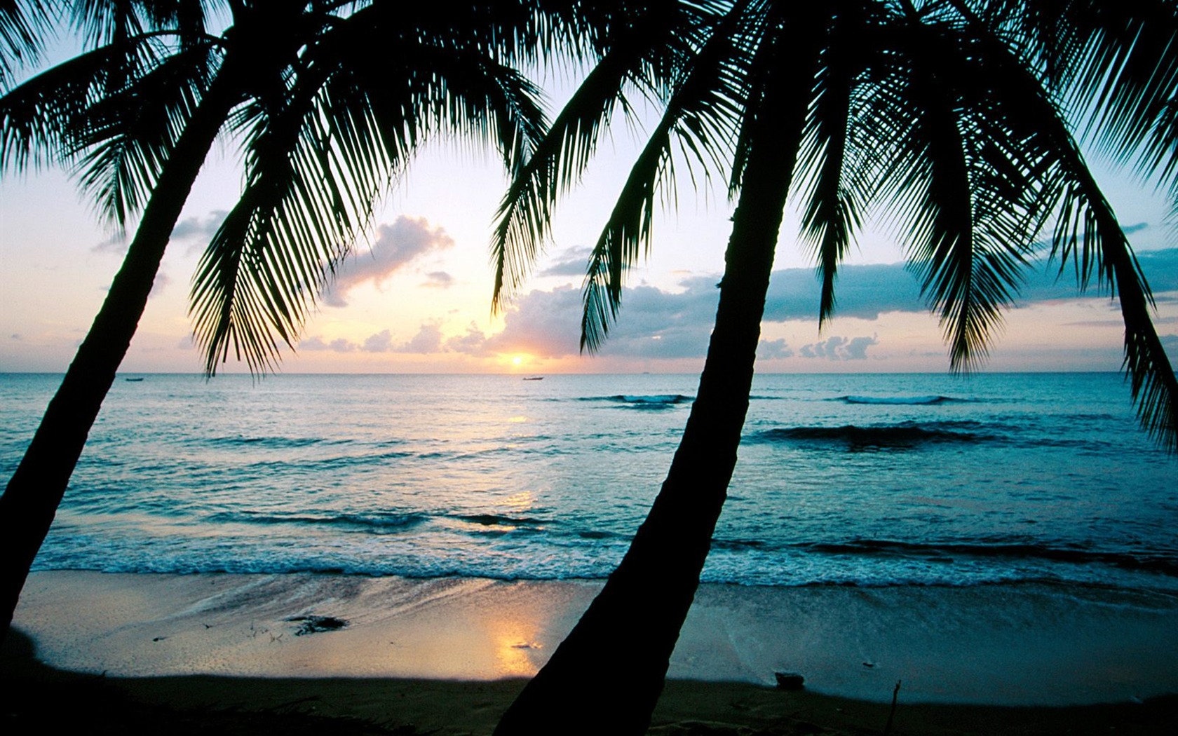 File Name May Palm Tree Beach Image Galleries