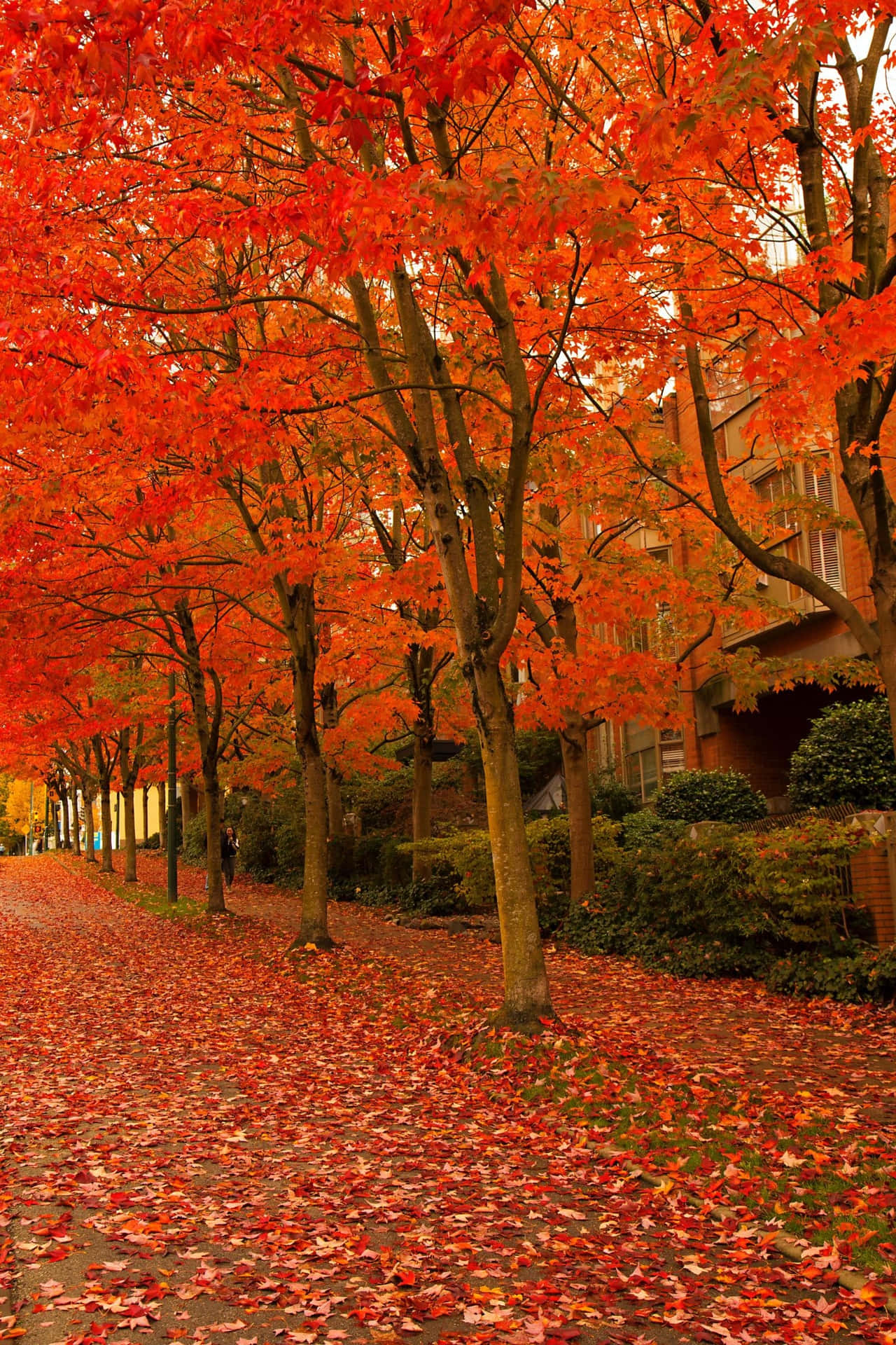 Enjoying The Beautiful Early Fall In Country Wallpaper