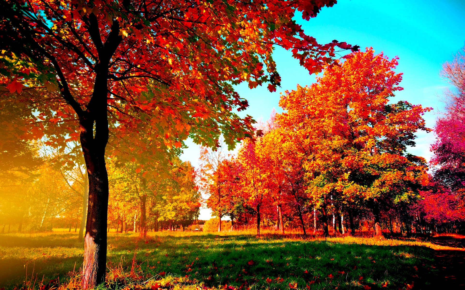 Vivid Fall Foliage in a Sunny Park