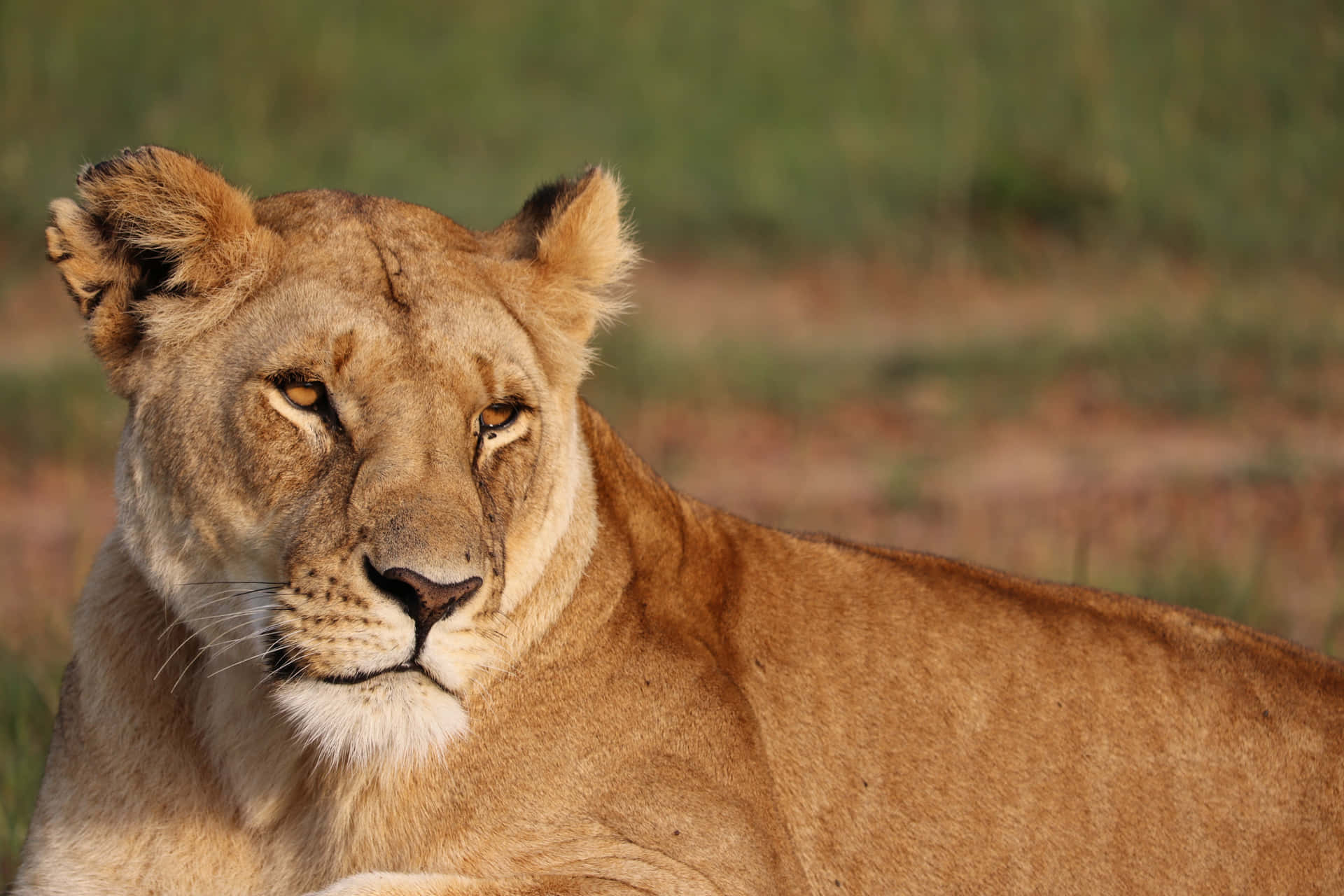 Lioness Relaxing Outdoors Ei5a5ftfoz4797aq Wallpaper