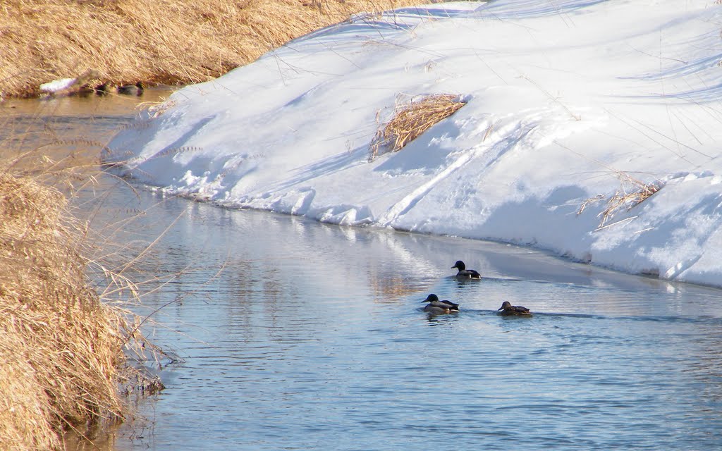 Coon Creek In Late Winter Andover Minnesota Wallpaper