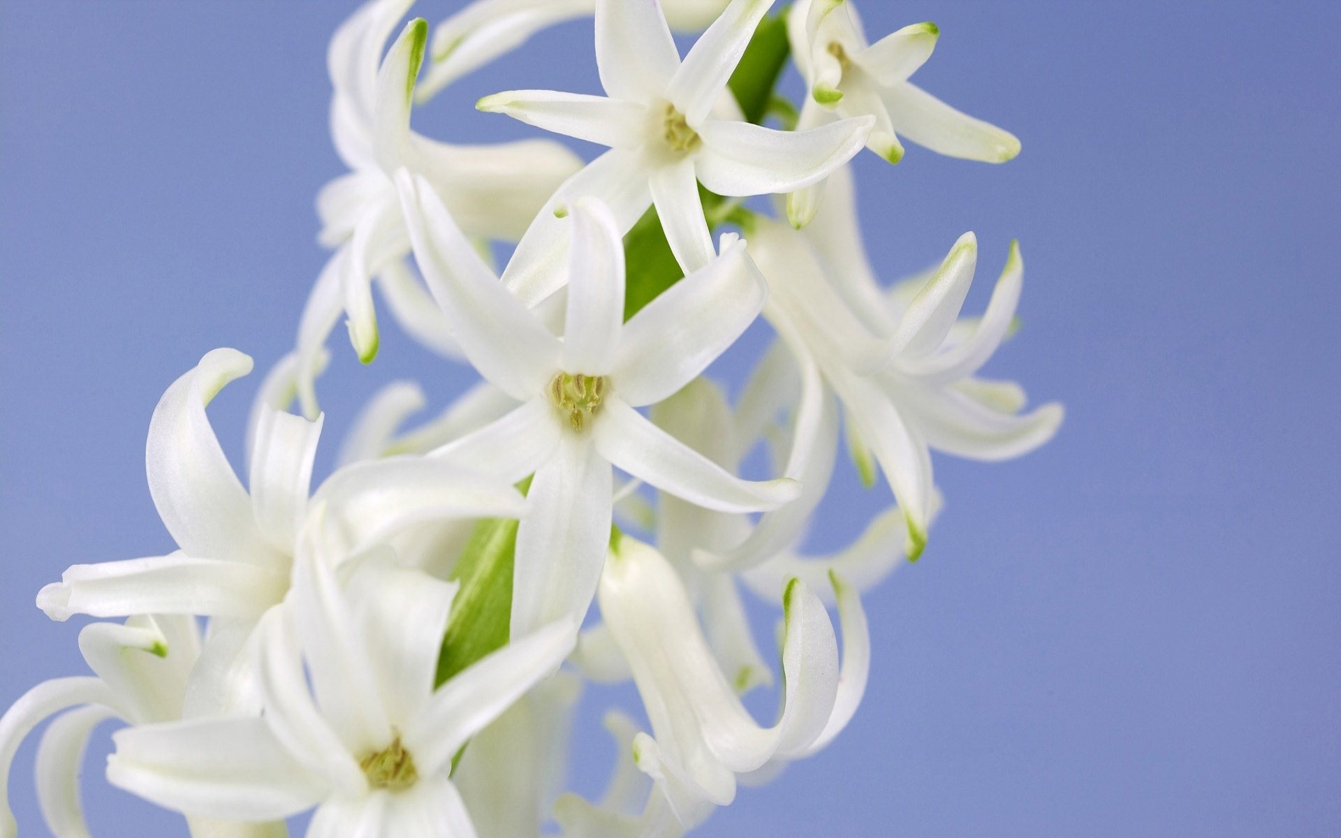 White Flower Wallpaper
