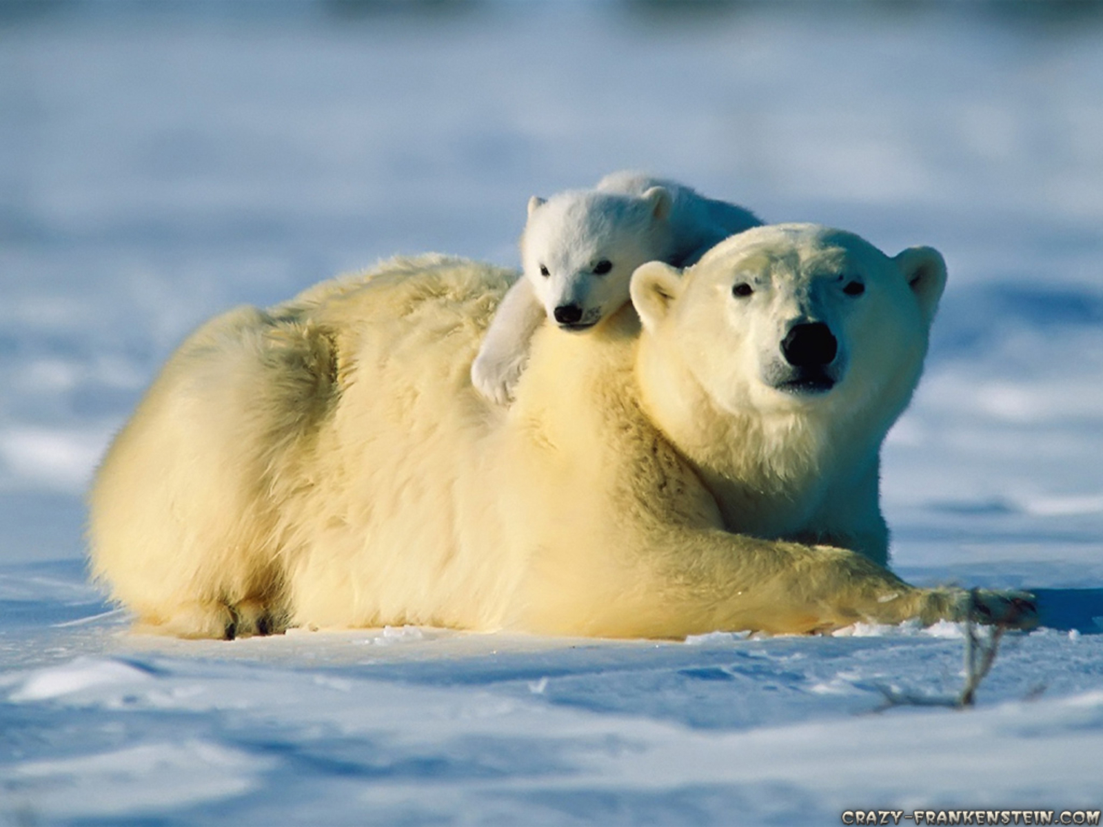 Pixel Desktop Wallpaper Polar Bear Baby Bears Animal