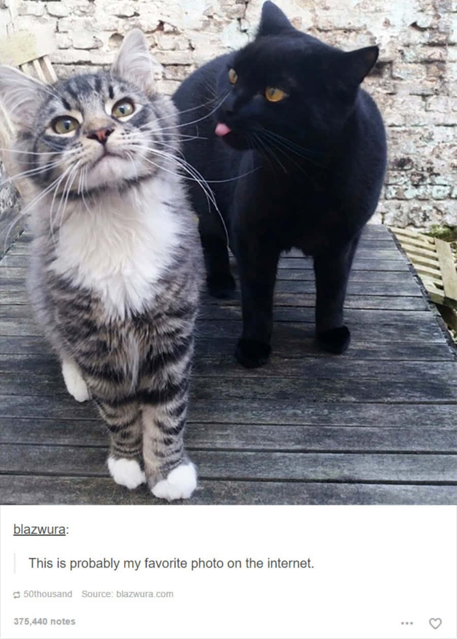 Cat Meme Picture Wallpaper