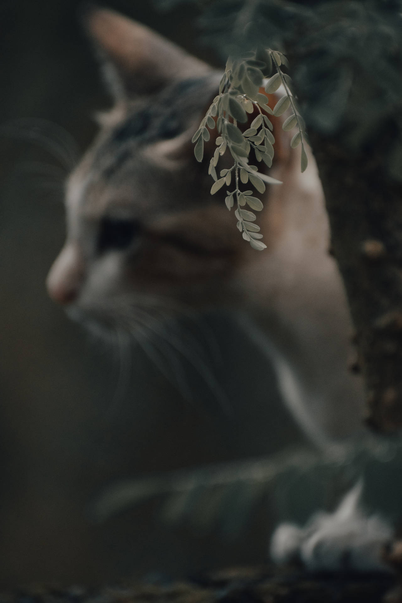 Aesthetic Cat Wallpaper