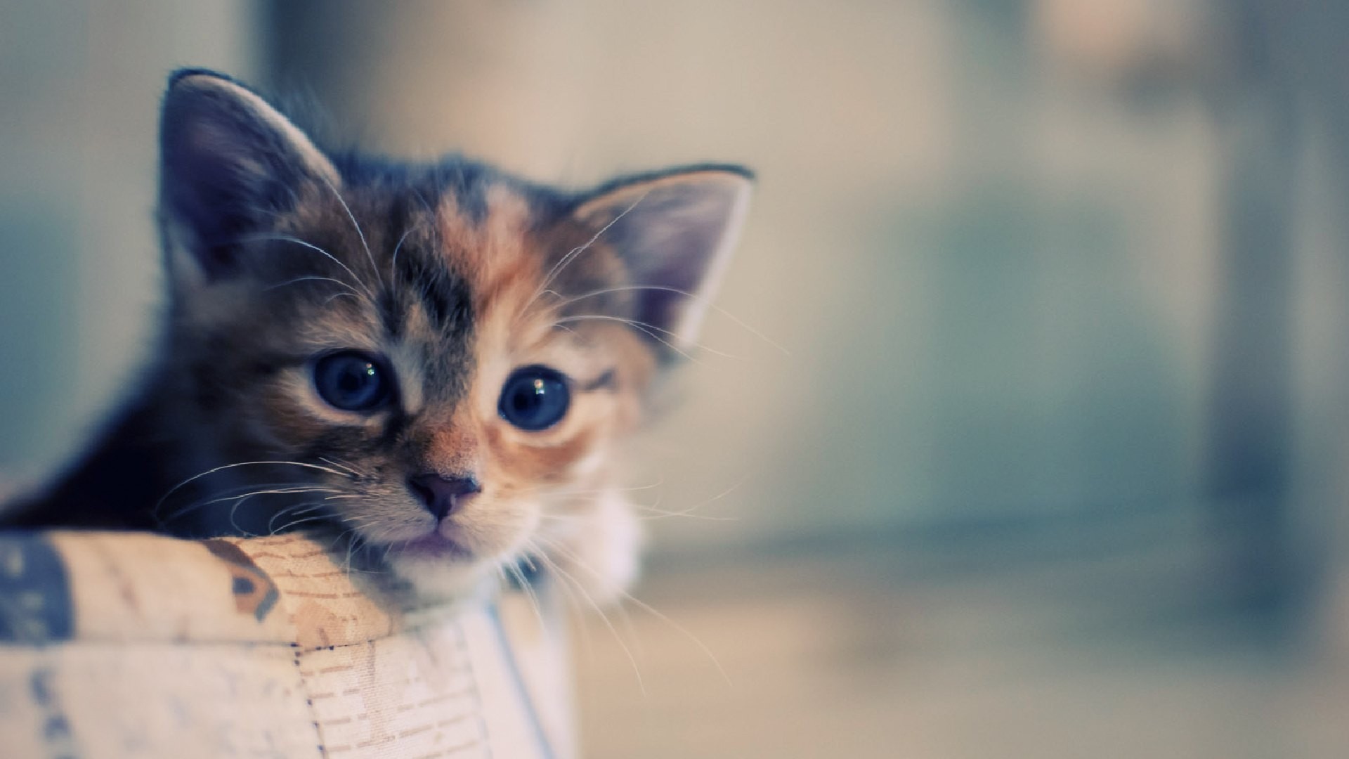 A close-up, slightly blurred image of an adorable calico kitten peeking out of a light-colored container. The kitten's blue eyes are striking against its tri-colored fur, and its innocent expression evokes feelings of warmth and tenderness