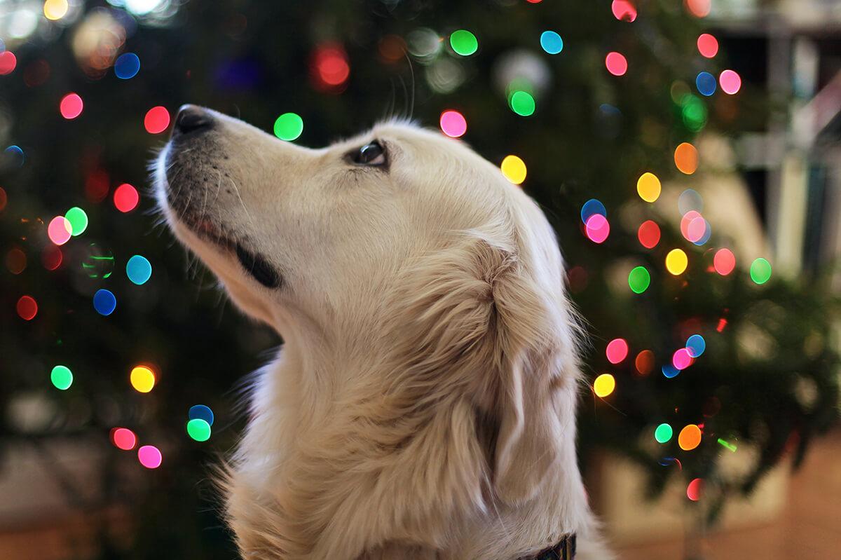 It S The Most Wonderful Time To Follow These Holiday Pet Tips