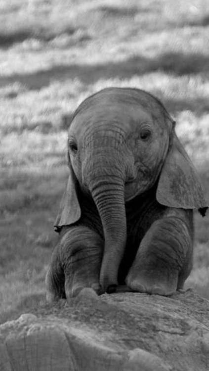 Elephant Elephants