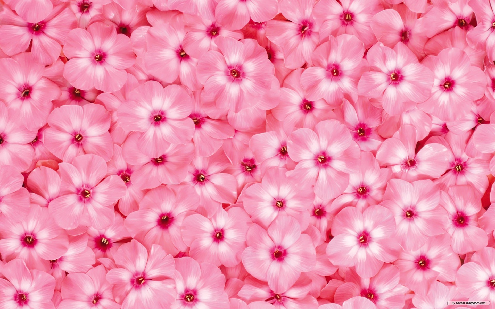 Free Flowers Wallpapers