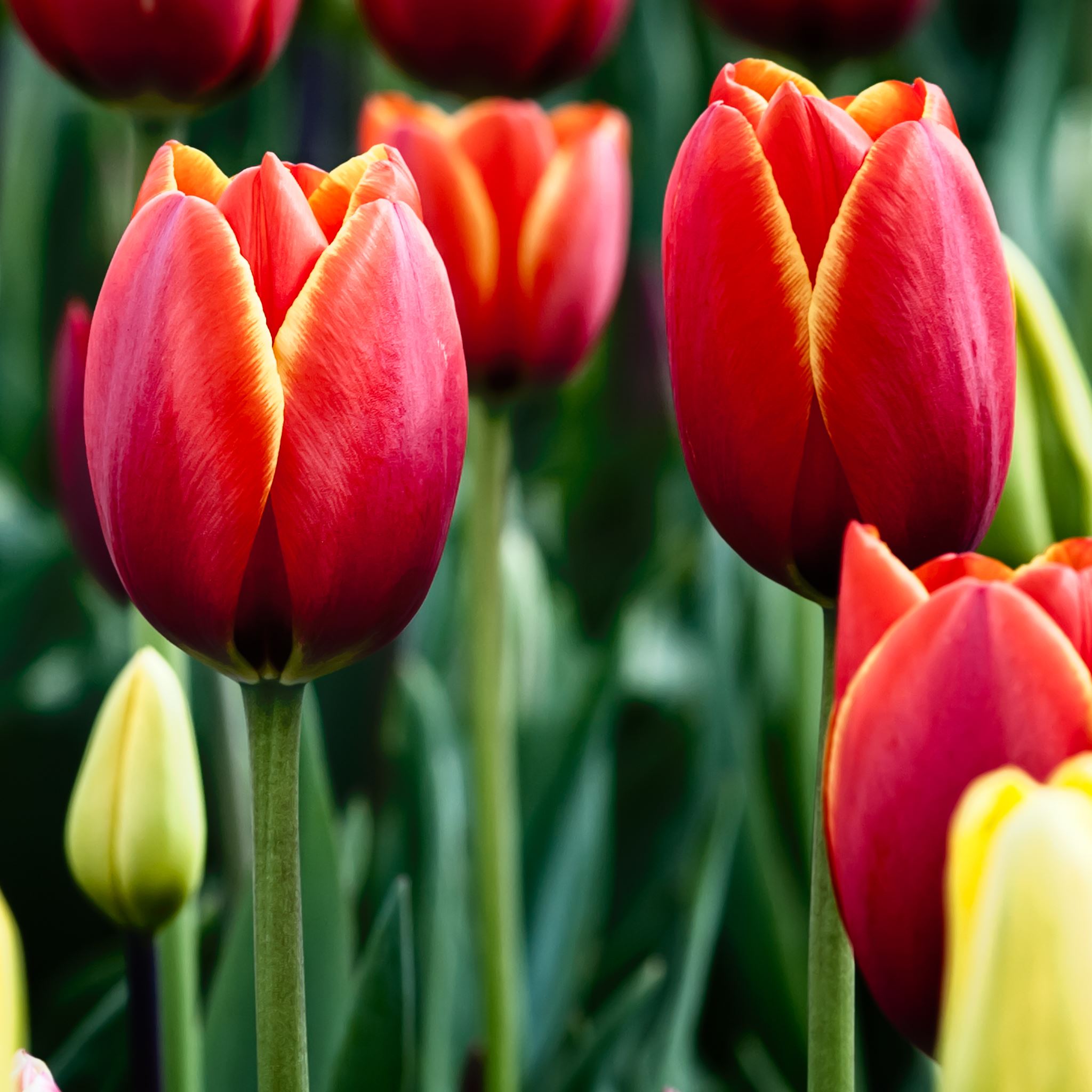 Tulips iPad Air Wallpaper
