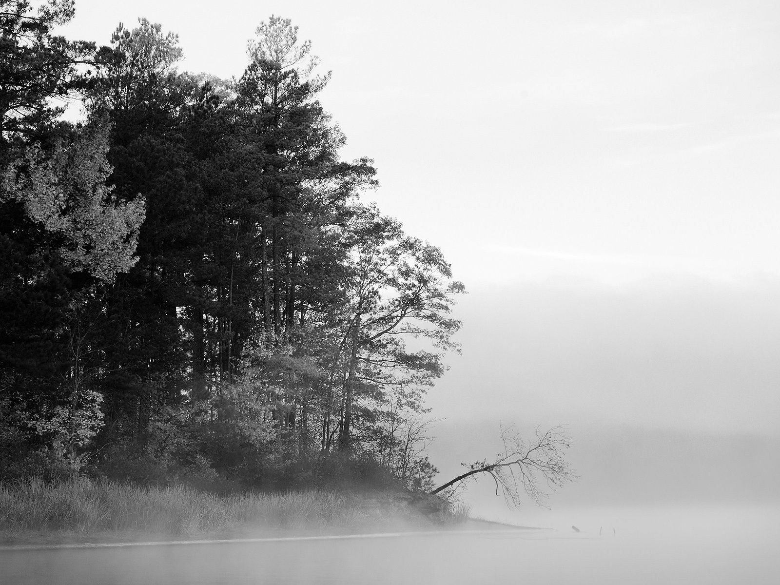 Foggy Lake Black And White Nature