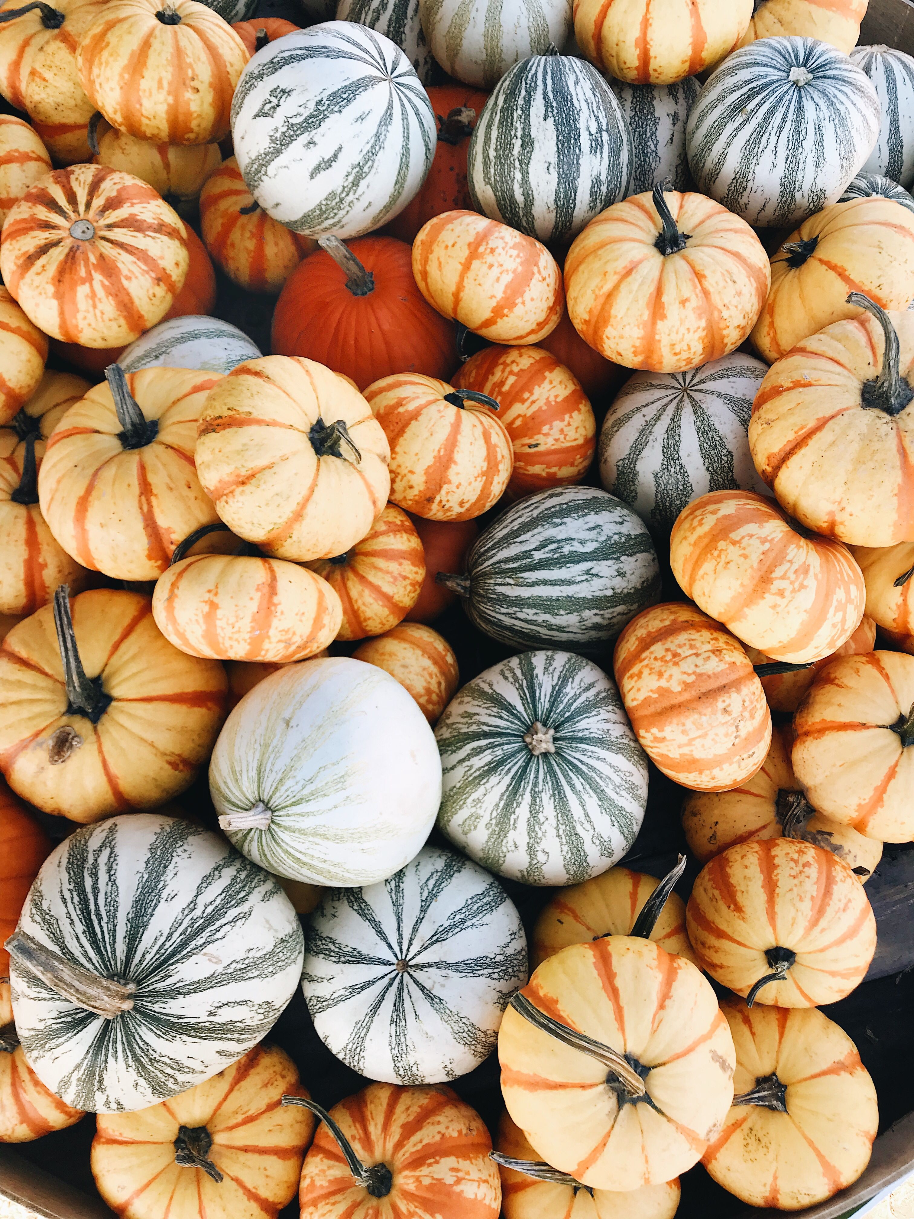 Fall iPhone Pumpkin Wallpaper Screensaver Instagram