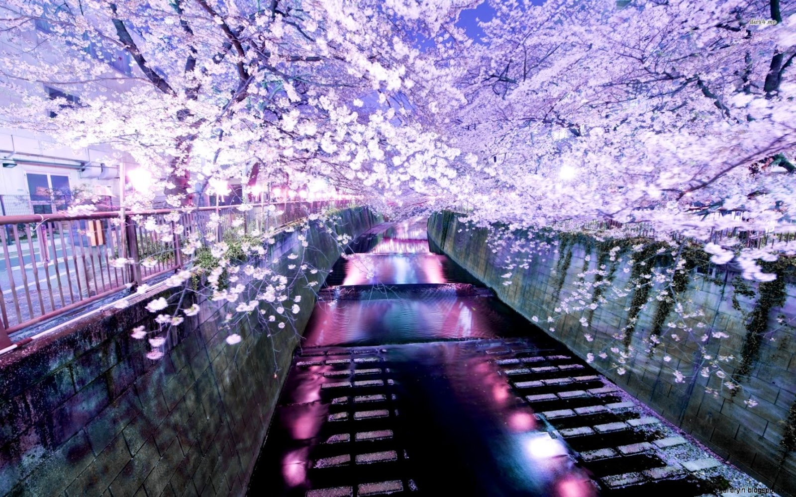 Beautiful Tokyo Sakura Flower Wallpaper Desktop