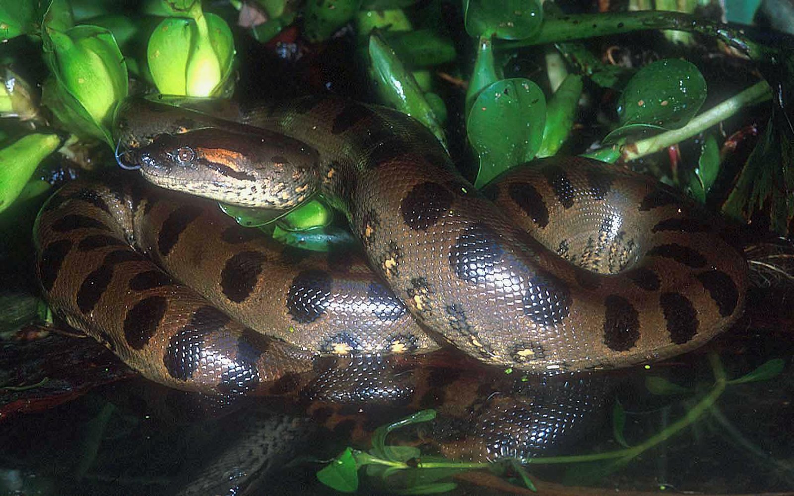 Big Green Anaconda Amazon HD Pozadina Widescreen Wallpaper