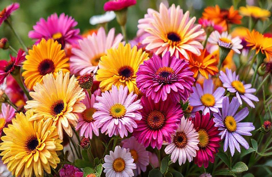 Beautiful Flowers Wallpaper