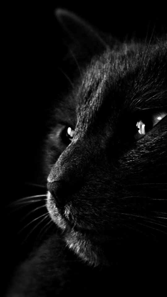 Black Cat In The Dark Wallpaper   Free iPhone Wallpapers