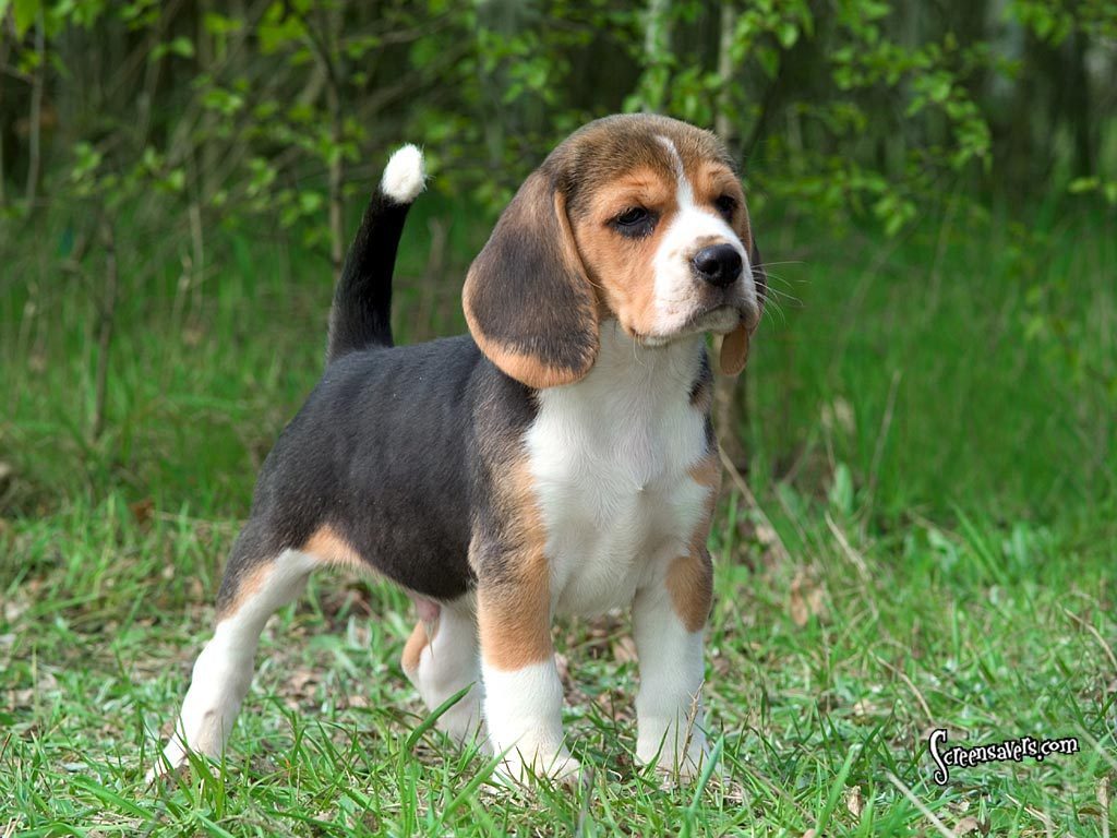 Here Is A Super Cute Beagle Beagles Wallpaper