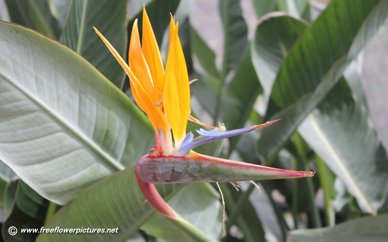 Flowers Plants Bird Of Paradise Flower Pictures