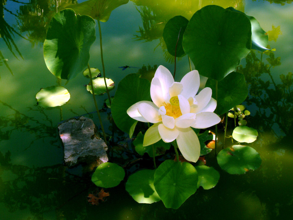 Lotus Wallpaper HD