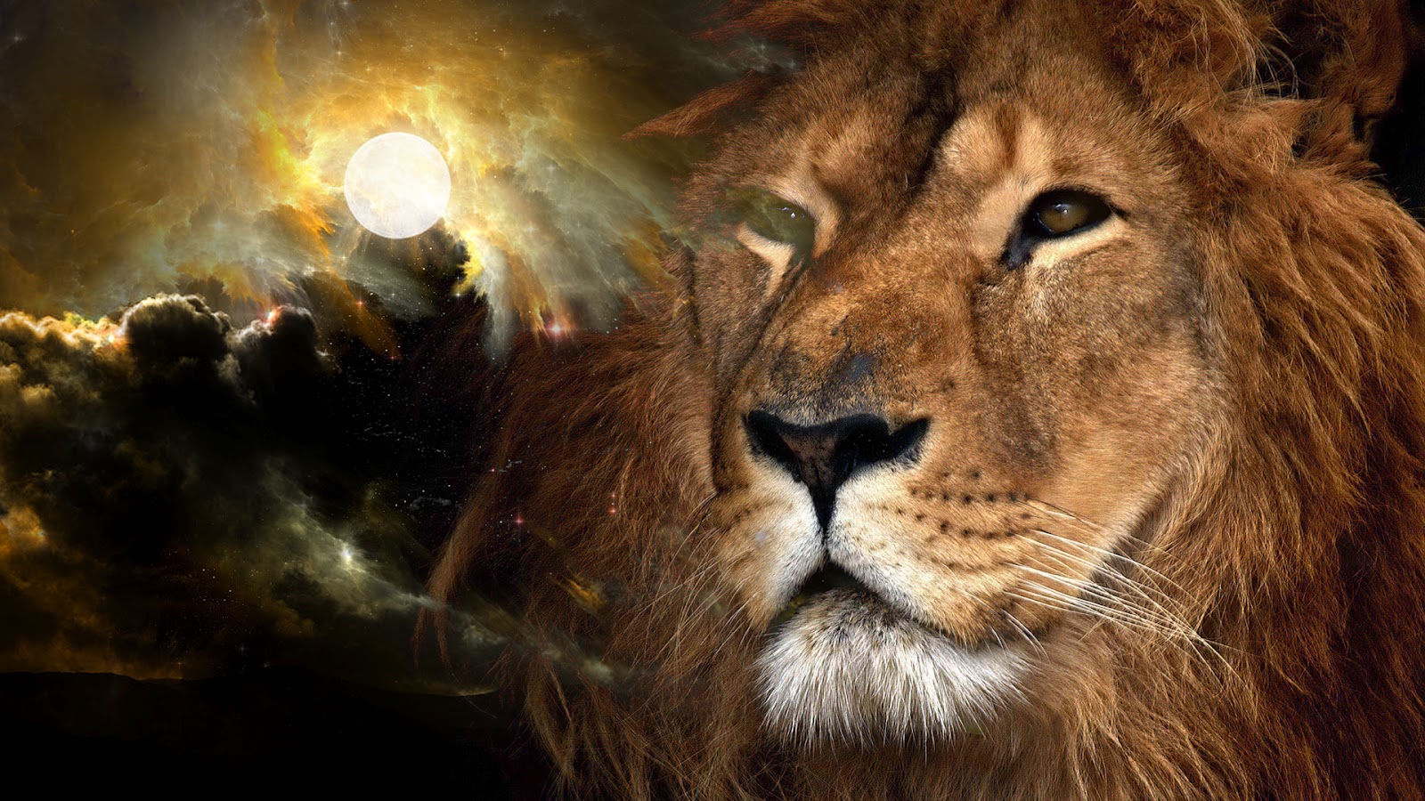 Lion Wallpaper HD Puter S