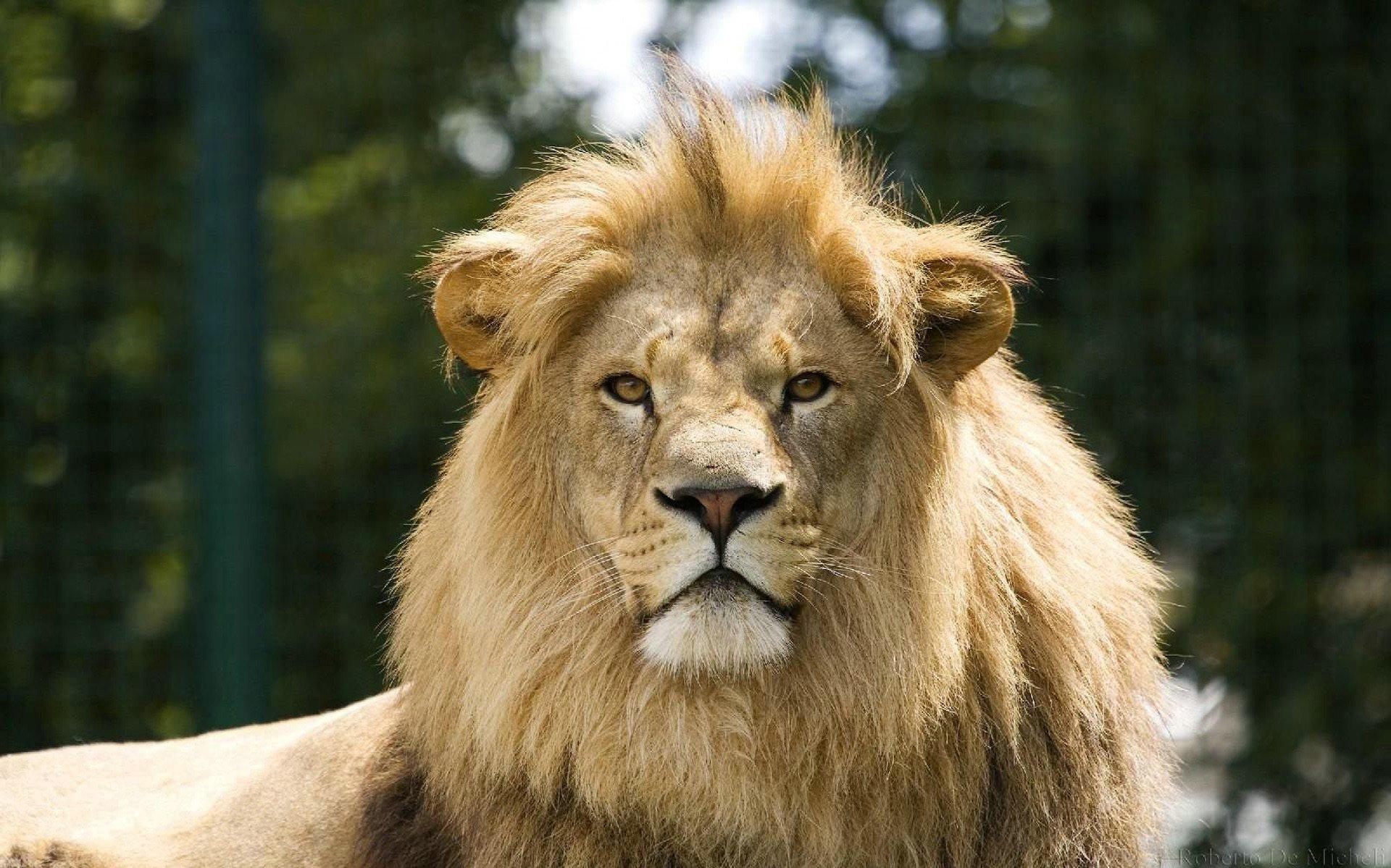 Male Lion Majestic 6954561