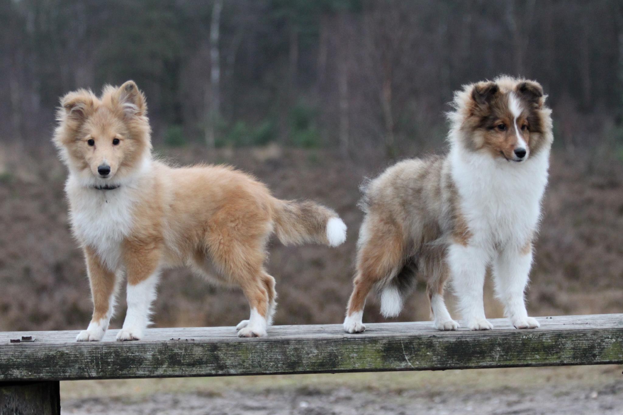 Two Sheltie Puppy On A Wooden Bench Wallpaper And Image