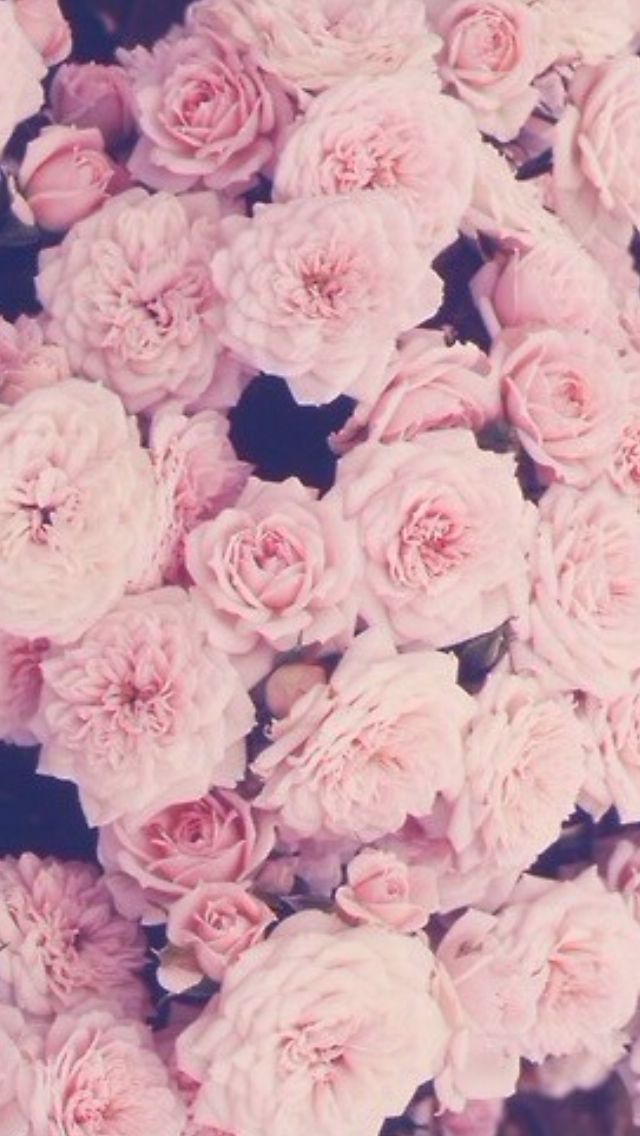 Pink Roses iPhone Wallpaper Flowers