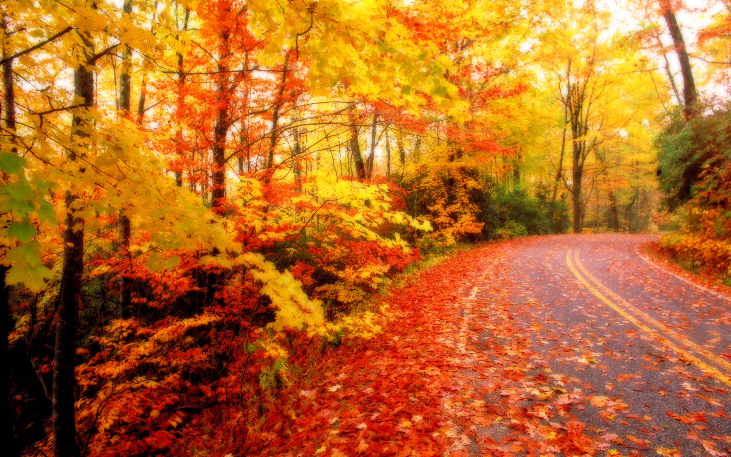 Autumn Leaves Desktop Wallpapers for HD Widescreen and Mobile 2560x1600