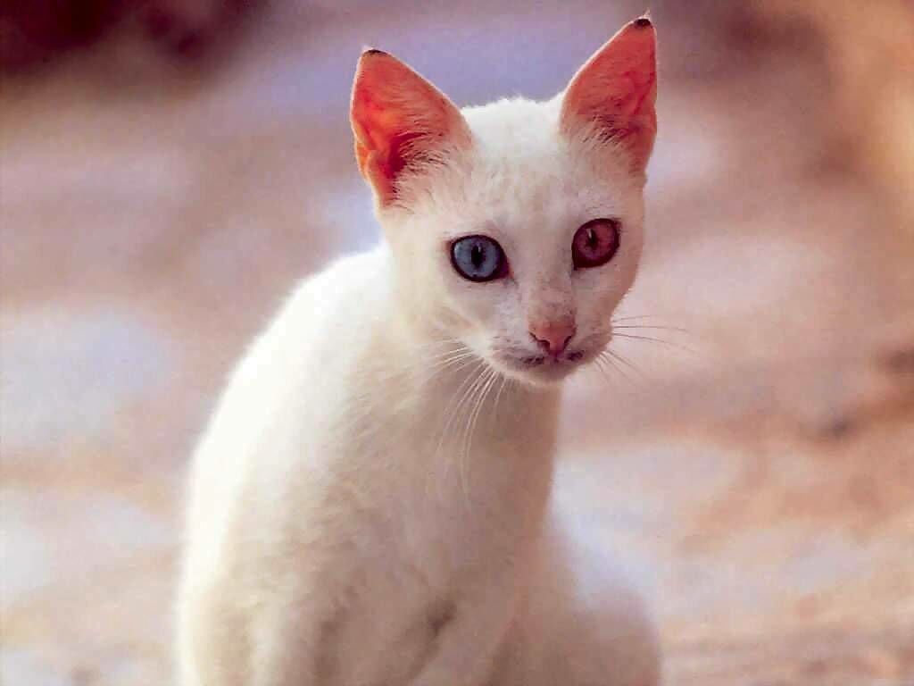 Cat With Different Colored Eyes Animals Wallpaper Image Cats