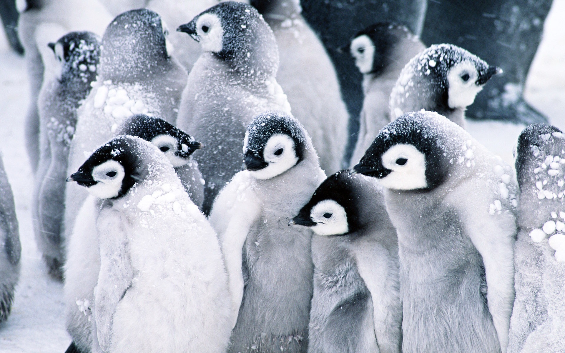Baby Penguins Wallpaper Animals In Jpg Format For