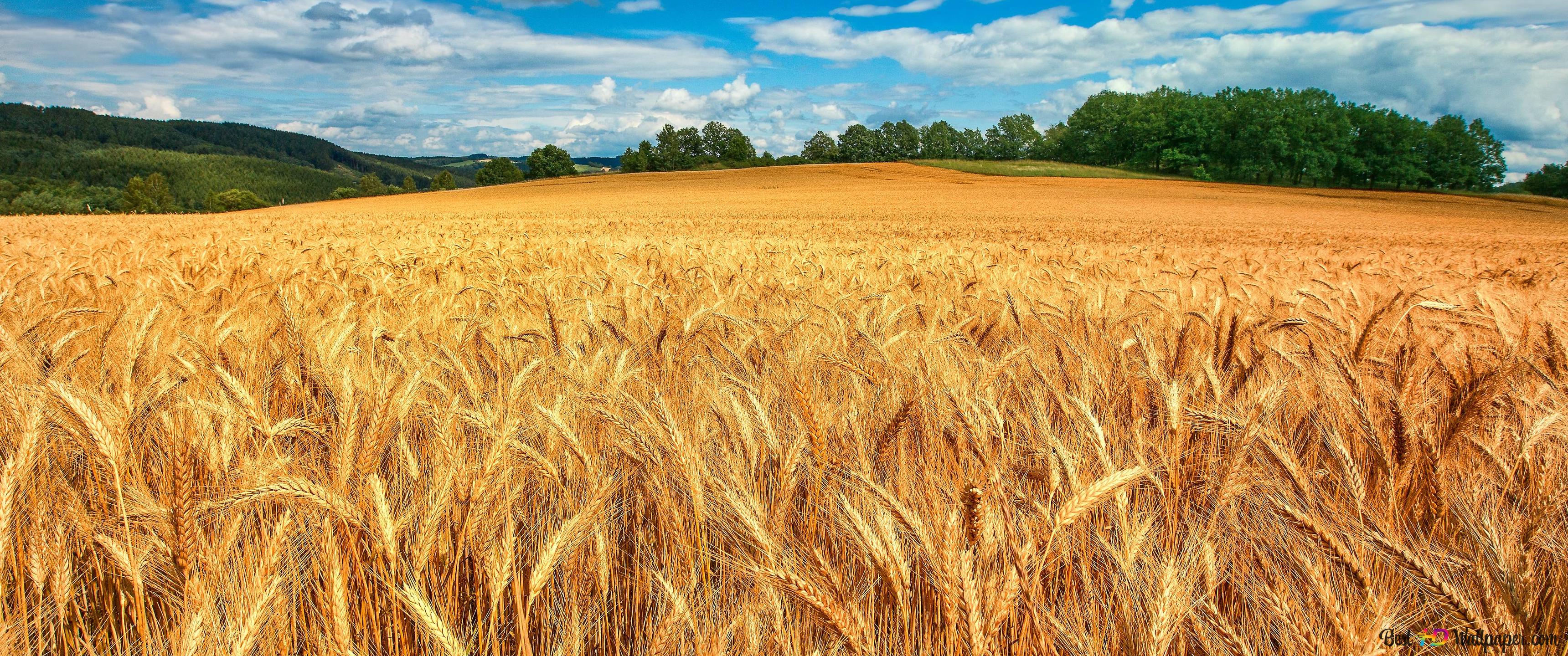 Wheat Field 4k Wallpaper