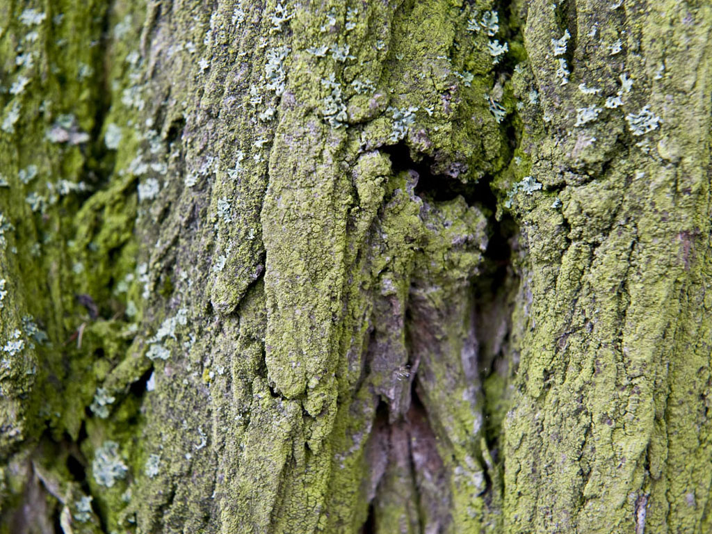 Keywords Tree Bark Wallpapers Tree Bark DesktopWallpapers Tree Bark 1024x768