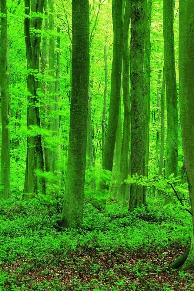 green forest Forest wallpaper Beautiful forest Cool wallpapers 640x960
