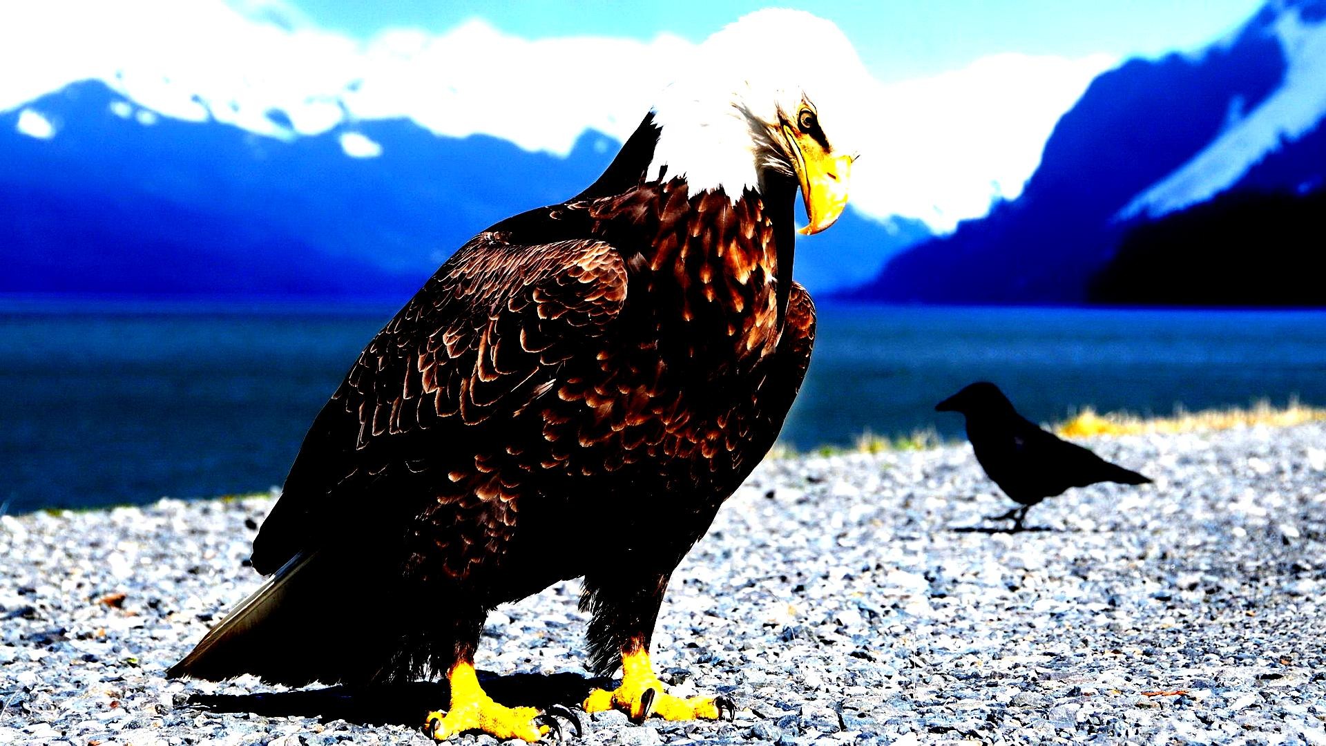 Eagle Claws Feathers Bird HD Wallpaper New