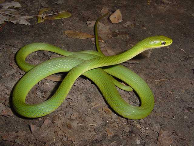 Adult Rough Green Snake Union County Illinois