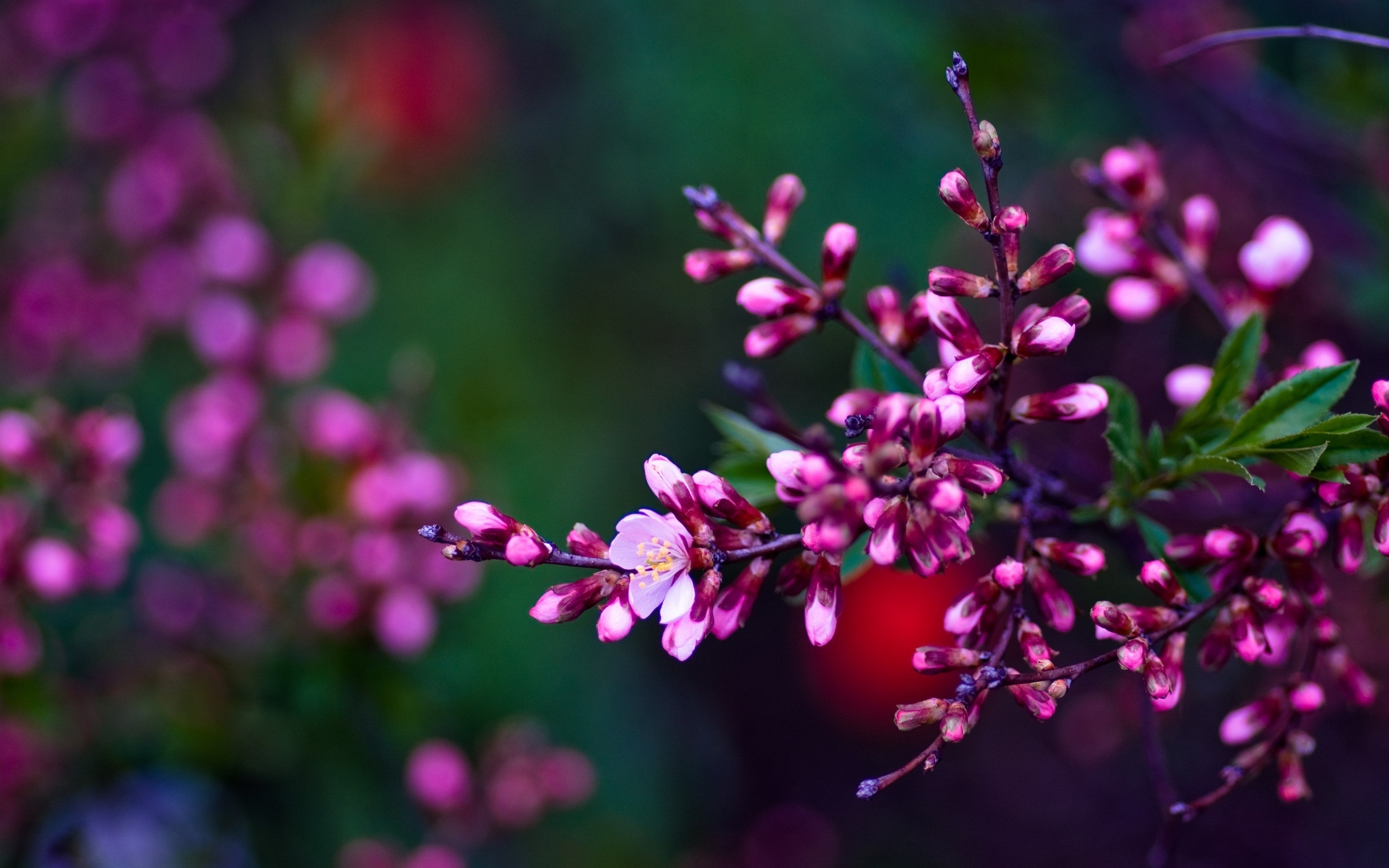 Nature Flowers Wallpaper Image Photos Picture