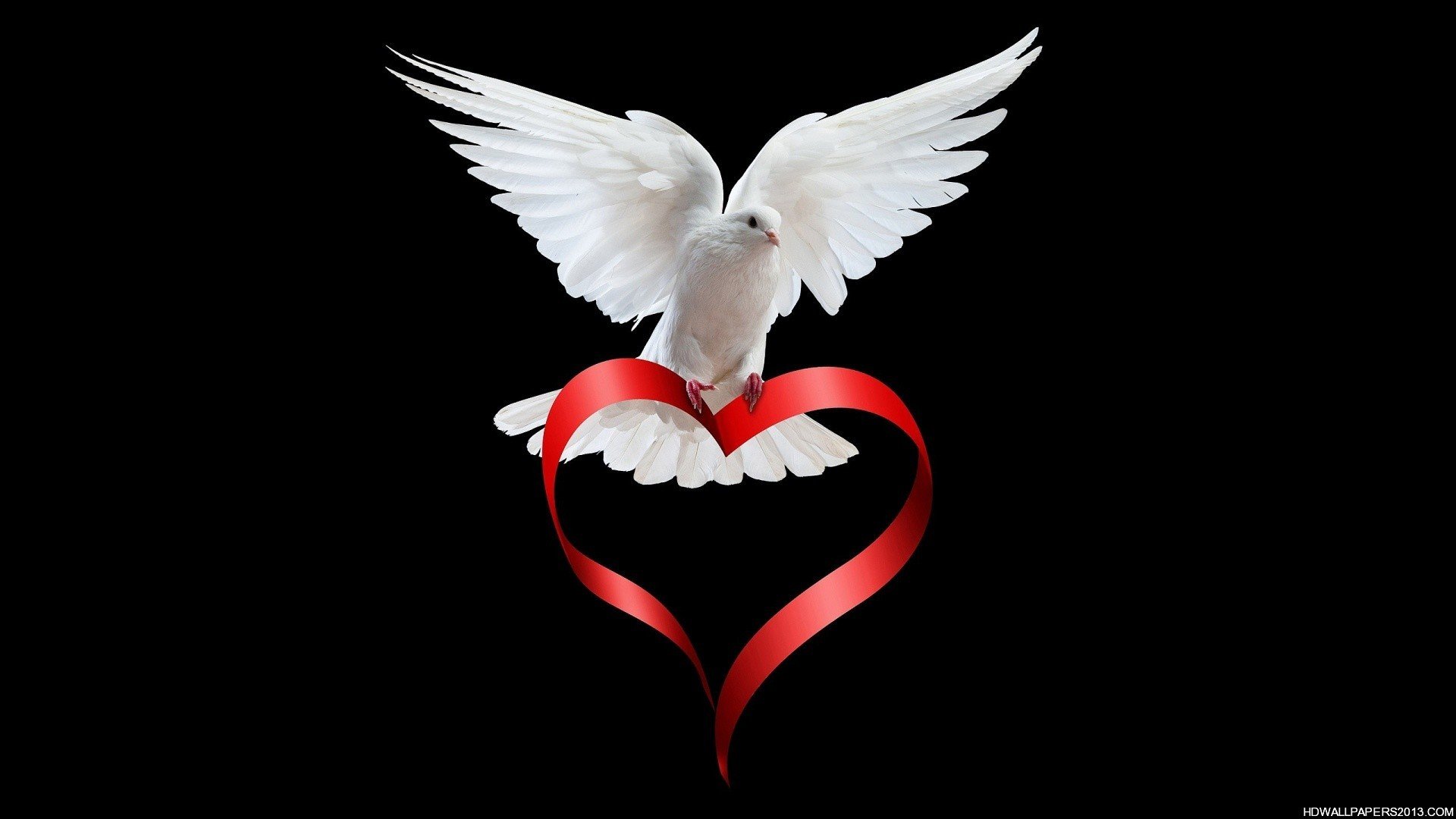 White Dove Wallpaper Download High Definition Wallpapers High