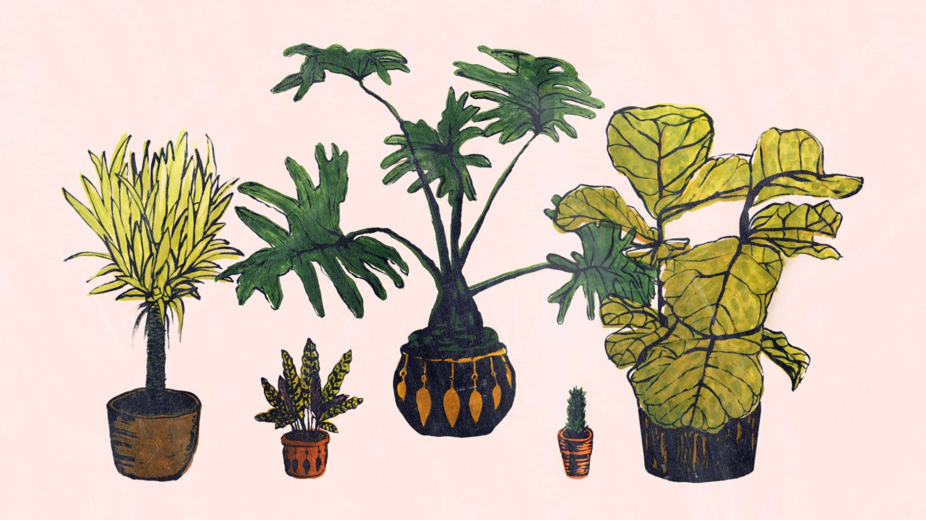 Enjoy The Simple Beauty Of A Minimalist Plant Wallpaper