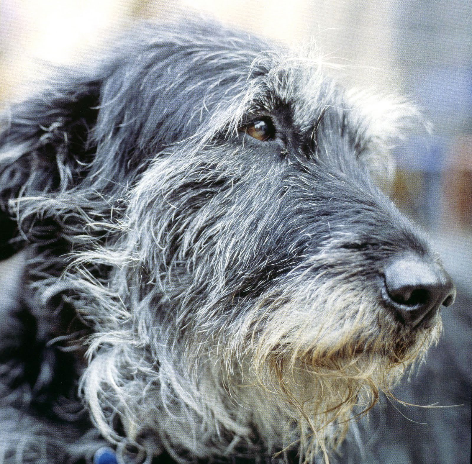 Irish Wolfhound Dog Face Photo HD Wallpaper Res