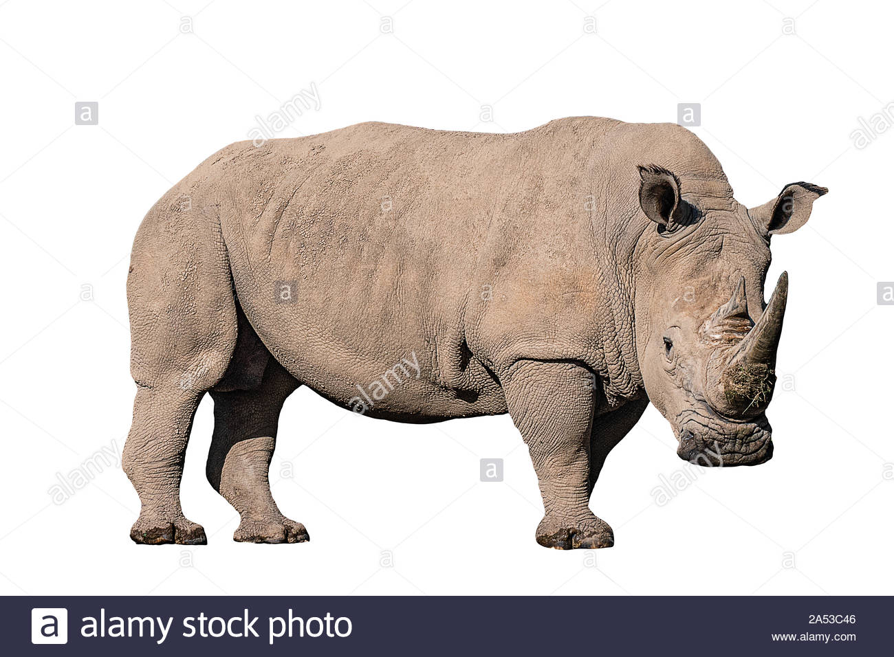 Free download Southern white Rhino on a white background Stock Photo