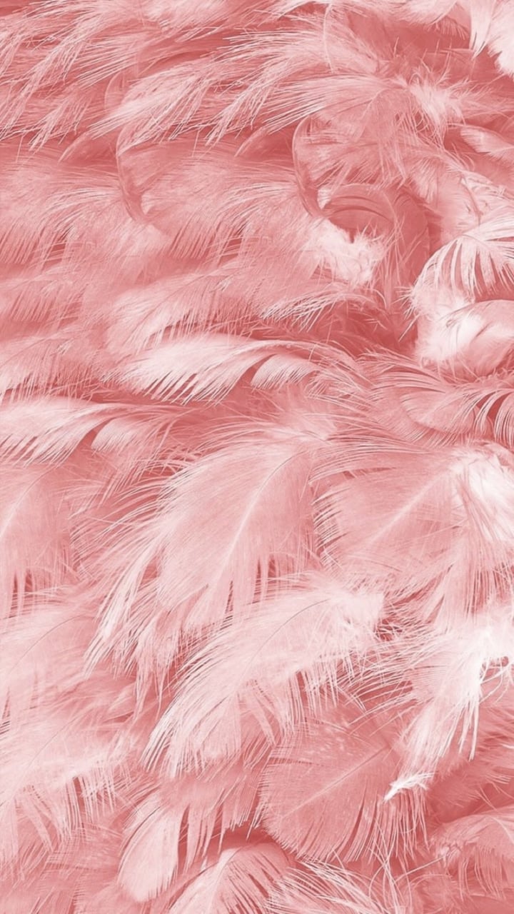 Pink Feathers Discovered By Valeria Vis On We Heart It