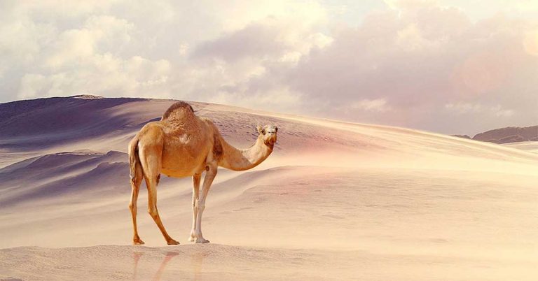 Camel HD Wallpaper