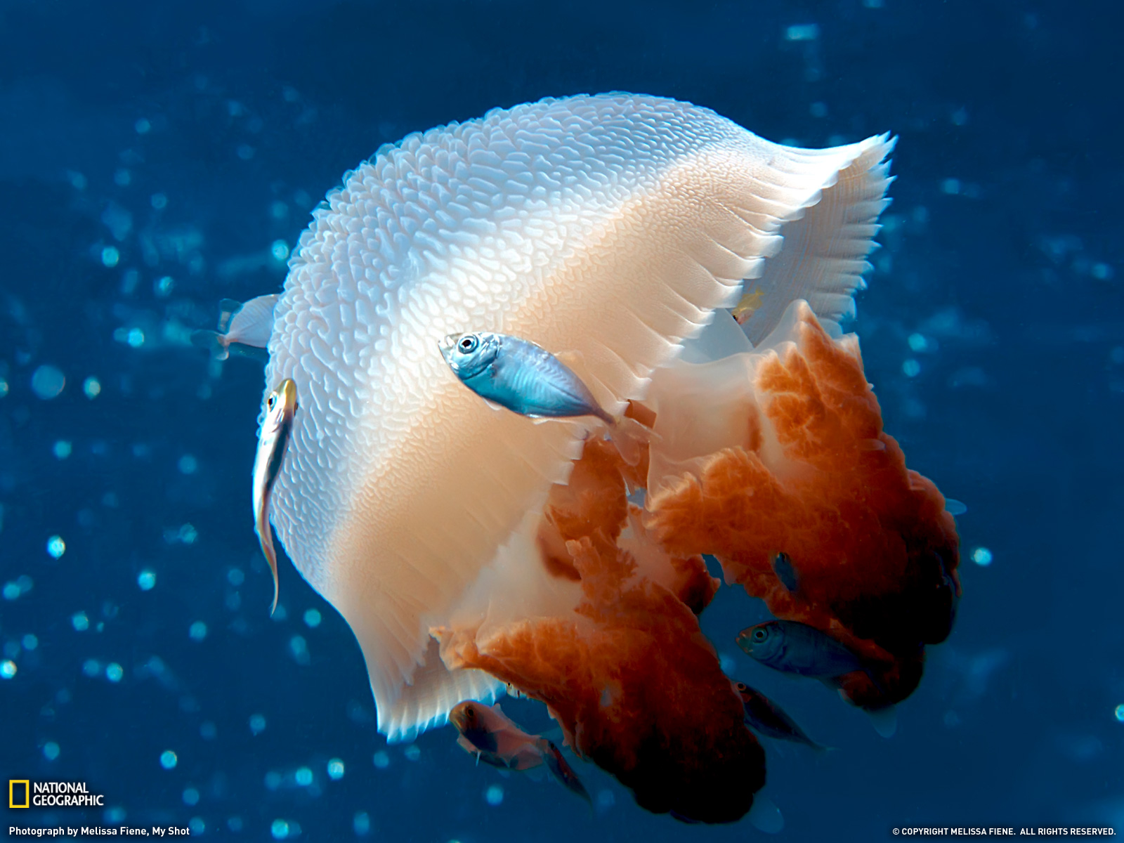 Mosaic Jellyfish Photo Animal Wallpaper National Geographic