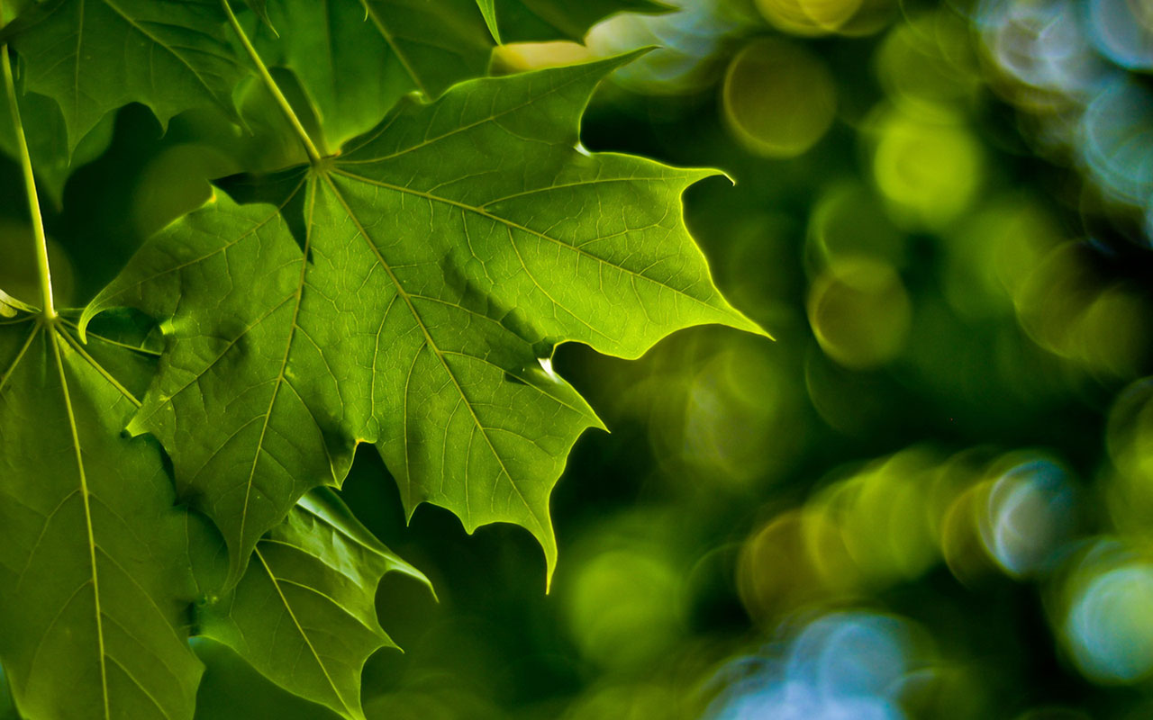 Green Seductive Wallpaper Leaves Backlight Plant