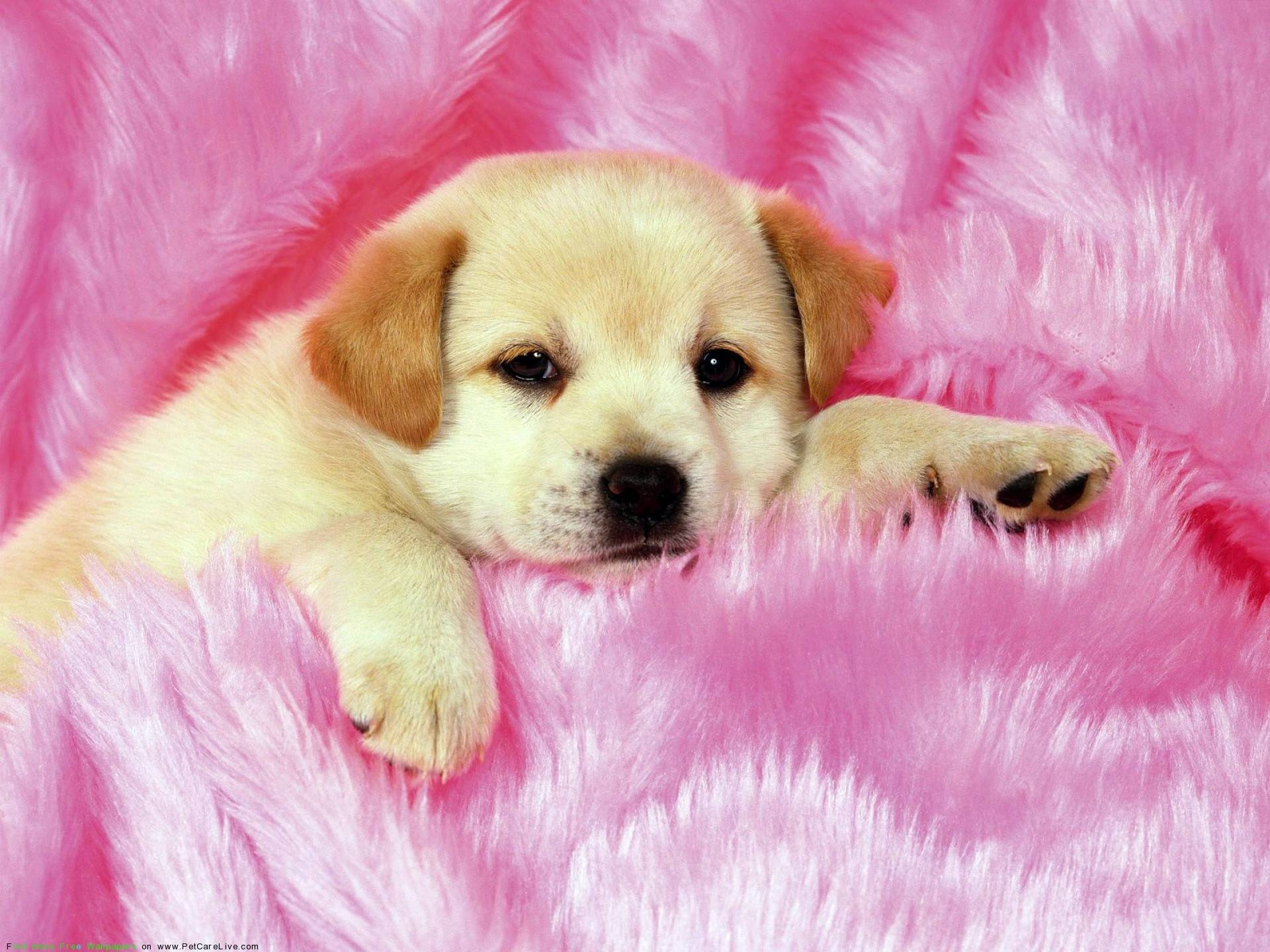 An adorable golden retriever puppy rests on a soft, pink, fluffy blanket. Its small paws and innocent expression evoke feelings of warmth and cuteness
