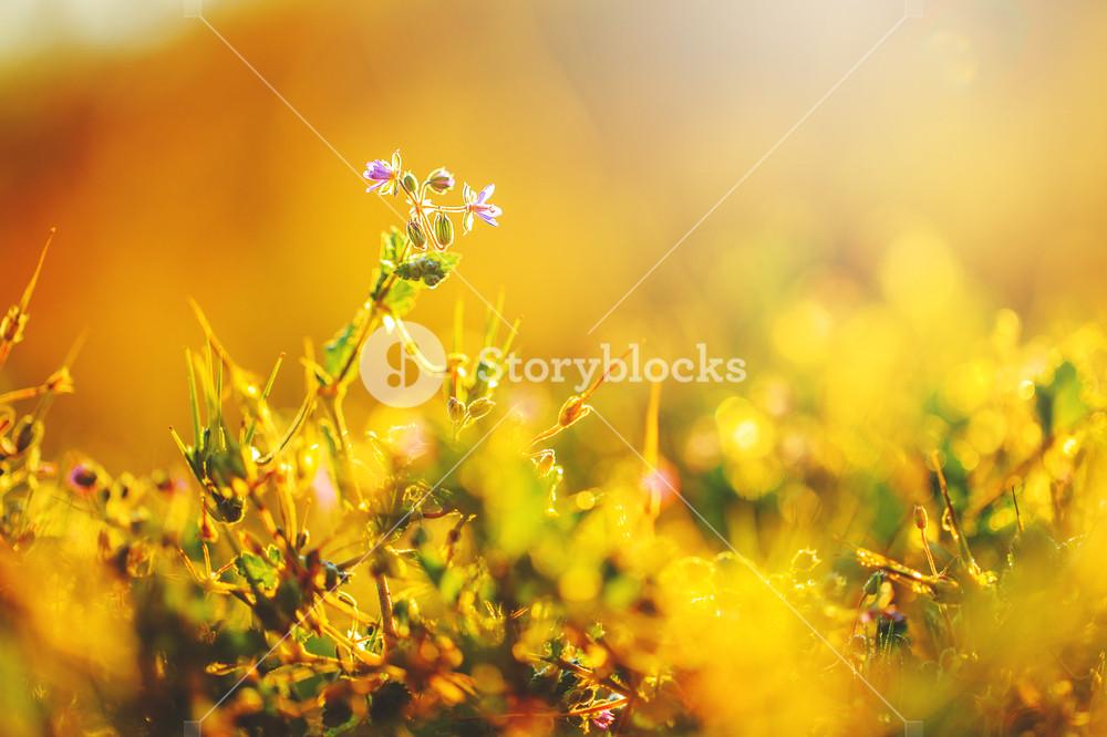 Gorgeous Spring Flowers In Nature Outdoor Photo With Bright